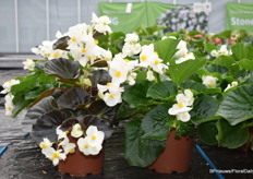 De nieuwe interspecifieke Begonia’s van Benary. Het witte soort met groene blad is een verbeterd soort. Daarbij is er ook een nieuwe witte met donkerblad. De nieuwe soorten hebben de namen Big White Green Leaf en Big White Bronze Leaf.