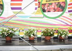 Bij PanAmerican werden de interspecifieke Begonia’s uitgelicht. De witte soorten blijven exclusiever vandaar dat deze werden uitgestald. Het is een hufterproof product dat tegen een stootje kan.De hele range bestaat uit, Dragon Wing, MegaWatt, Babywing en Hula.