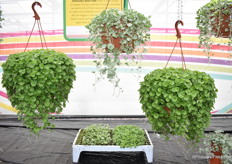 De Dichondra Silver Falls en Dichondra Emerald Falls van PanAmerican was voorheen een moeilijke kiemer. Maar na grondig onderzoek is dit probleem verholpen en zit het product, door nieuwe zaadbehandelingen, op minimaal 85% kiempercentage.