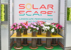 De Solar Scape is de eerste interspecifieke impatiens uit zaad. Het is non branded en er hoeven geen royalties of marketing kosten worden betaald. Het soort is heel erg hitte resistent en heeft, zoals te zien door de glazen buizen, een zeer goede beworteling. Mochten ze toch dorst krijgen dan hebben ze een goede bounch back met een slokkie water.