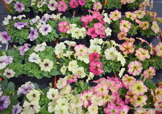 De Shake werd deze Dutch Spring Trails geïntroduceerd en komt in drie kleuren.