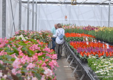 Marco Laan, Product Manager, van Hem Genetics leidde zijn klanten rond door de kas.