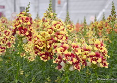 Een foto spreekt meer dan duizend woorden. Dit is de Double-Shot Yellow Red Heart van Hem Genetics.