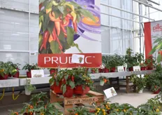 Galaxy 3 Color van Prudac is een bekend en geliefd concept van verse peperplantjes in de keuken die niet alleen lekker zijn maar ook wat kleur brengen.