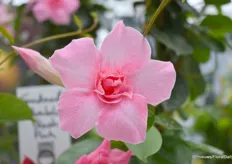 De dubbelbloemige Sundaville Double Blush Pink van MNP Flowers.