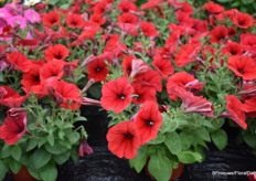 De Trilogy Red Gen 2 van Takii Europe is een uniforme serie van hoofdkleuren om nog aantrekkelijker te worden als Petunia veredelaar. Voor Europa is dit nieuwe soort enkel verkrijgbaar via Schneider Younplants.