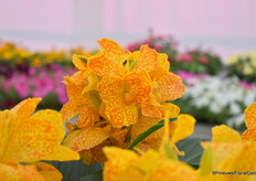 Ongeveer 3 jaar geleden is Takii gestart met bicolors in de Cannova serie. De uitkomst daarvan is deze Cannova Gold Leopard en er is nog een 2e onderweg.