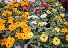 De Belize van Takii is het sterkere zusje van de Elegance. Deze genetica is sterker tegen ziekte en heeft een goede tuinpresentatie. Er is speciaal veredelt op compactheid en sterke vertakking. "Qua tuinpresentatie is dit soort echt erg goed. Vorig jaar hebben we dit soort is een grote pot gezet hier op kantoor en hij bloeide door tot oktober". De serie is beschikbaar in tien kleuren.