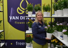 Adri Duyvestijn van Van den Bos, die hier een nieuwe lichtblauwe potfreesia toont. Eén van de grote uitdagingen/vragen in de potfreesia is, zo vertelt Adri, het zoeken naar gedrongen variëteiten mét geur.