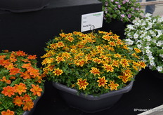 Schneider Youngplants presenteerde een greep uit het enorm assortiment eenjarigen, tweejarigen en vaste planten dat men voor klanten vermeerdert