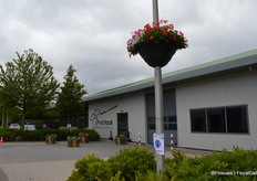 De Bruin Plantpot heeft sinds kort een opvallende pot in het assortiment, een lantaarnpaalbak die luistert naar de naam Lanterna.