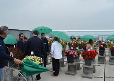 Zo'n FlowerTrials was het ook: oer-Hollands wisselvallig.