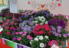 De 'Fuerte' serie is een nieuwe serie Verbena, dat eigenlijk bestaat uit twee series: een compacte variëteit en een semi-trailing (semi-hangend) variëteit.