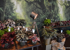 Naast de "standaard" begonia, d.w.z. de variëteiten met bloemen, bestaat er ook zoiets als bladbegonia's, planten met de meest wonderlijke bladpatronen die een leek makkelijk voor iets anders houdt. Maar ook hierin is Koppe een grote speler en met de FlowerTrials werd weer een compleet nieuwe serie gepresenteerd.