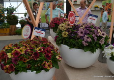 De petunia 'Shake' serie is drie noviteiten rijker, die worden gekenmerkt door vintage kleuren en luisteren naar de namen Raspberry Blueberry en Strawberry