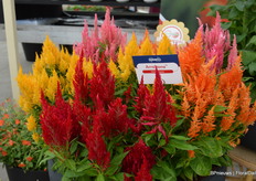 De celosia Arrabona is er in vier kleuren én een bontbladerige variant, en staat de hele zomer garant voor kleur.