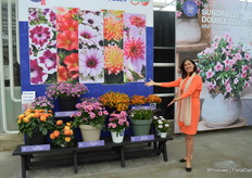 Ann Jennen van FleuroSelect, die iedereen die het weten wilde natuurlijk níet vertelde wie er die avond met de FleuroStar Award naar huis zou gaan. Het werd de Dahlia Dalina Maxi Starburst Pink van Florensis, op het display in het midden.