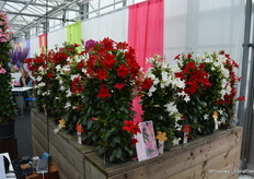 De mandeville 'Summerstar' heeft opstaande bloemen, óók in de onderste helft van de plant, en is bovendien een vroege bloeier in vergelijking met concurrerende rassen.