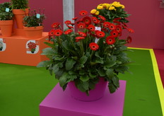 De Sweet Chili is een nieuw nummer in de Garvinea serie