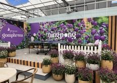 De nieuwe gomphrena Ping Pong was één van de highlights dit jaar
