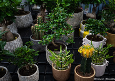 Een heleboel variatie