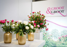 Pioenen van Groot & Groot