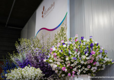 Blooming Innovations, een Keniaanse kweker, komt binnenkort met campanula's op de markt 