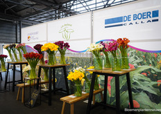 alle Callas op een rijtje