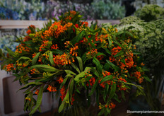 Asclepia van Steef Meeuwisse 