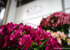 Ooit begon Starflor met de Keniaanse bloemen van HM Tesselaar, maar inmiddels komt ook een voorraad Nederlandse Alstroemeria's bij Starflor terecht 