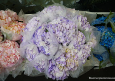 Hydrangea's van nog een nieuwe kweker bij Starflor; Sky Flowers