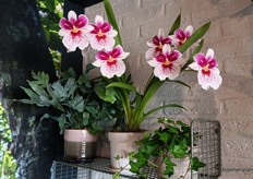 Grote bloemen met mooie patronen. "Exclusieve soorten zijn onze specialiteit" 