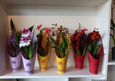  Inca Orchids staat bekend om haar unieke collectie orchideeën met elk eigen kleuren, patronen, bloemvormen en zelfs geuren
