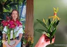 Sonia Brandys, verkoper/ verkoopster bij Inca Orchid met een arrangement Miltoniopsis uit voorraad leverbaar. "Inca Orchids is hét adres voor prachtige exclusieve orchideeën. Dit jaar staan de vele opties in 9cm pot centraal met diverse nieuwe lijnen. Ook gebruiken we deze dagen om te oriënteren op nieuwe producten zoals de mini orchidee." 