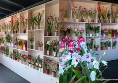 De presentatie bij Inca Orchids. 