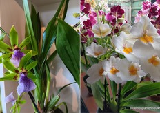 En nog een aantal bijzondere kleuren en vormen. 