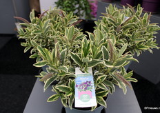 Het unieke aan De Varia Wild Blue is dat het een gekleurd blad heeft met fel blauwe bloemen.