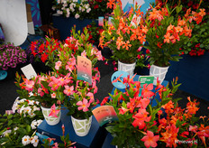 Zomerse kleuren in de Sundaville-lijn
