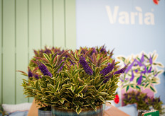 De nieuwe Hebe Varia Wild Blue met bont blad en veel bloeiende bloemen