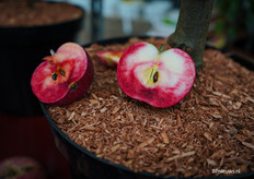 Met onder andere de rosette appelboom