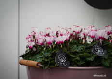 Bijzondere vormen en kleuren