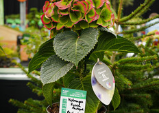 Deze hortensia op stam bloeit wel zes maanden en verandert van kleur