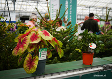 Waaronder deze caladium van Vreugdenhil bulbs & plants