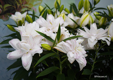 De Sunny double bounty