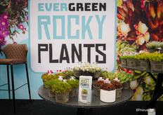 In de stand van Evergreen Rocky Plants