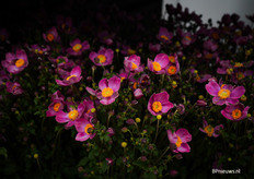 De roze anemone trok zeker wat aandacht