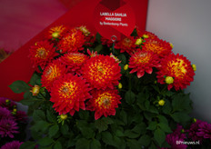 Labella Dahlia Maggiore van Beekenkamp Plants