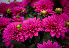 Wat een mooie kleur he? 