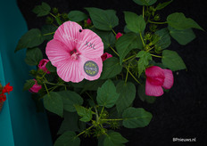 Alta Nova heeft voor het eerst de Hibiscus XXL in het assortiment 