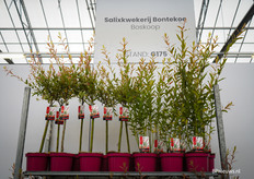 De salixen van salixkwekerij Bontekoe